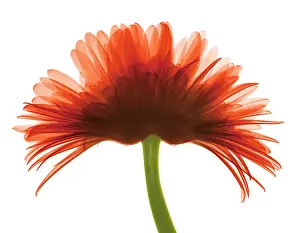 Flowering Prints: X-ray Gerber Daisy