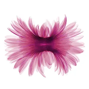 Flowering Prints: X-ray Gerber Daisy