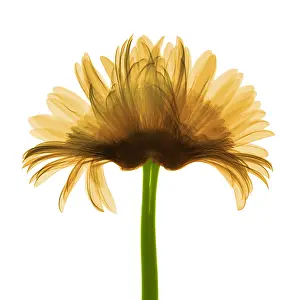 Flowering Prints: X-ray Gerber Daisy