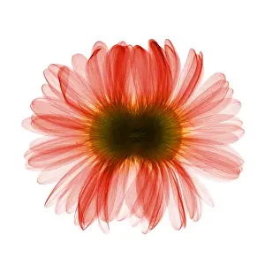 Flowering Prints: X-ray Gerber Daisy
