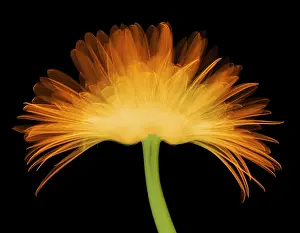 Nature Prints: X-ray Gerber Daisy