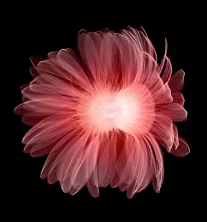 Flowering Prints: X-ray Gerber Daisy
