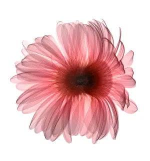 Flowering Prints: X-ray Gerber Daisy