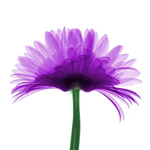 Botany Prints: X-ray Gerber Daisy