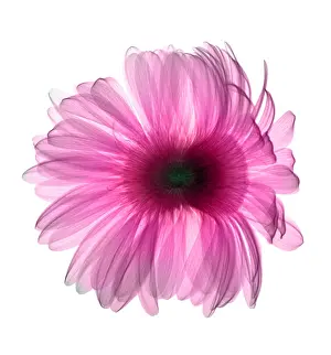 X Rays Prints: X-ray Gerber Daisy