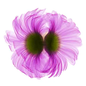 Mixed Science Images Prints: X-ray Gerber Daisy