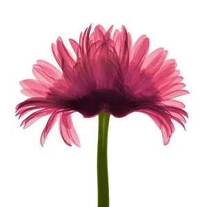 Mixed Science Images Prints: X-ray Gerber Daisy