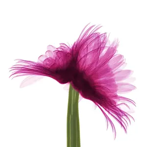 Mixed Science Images Prints: X-ray Gerber Daisy