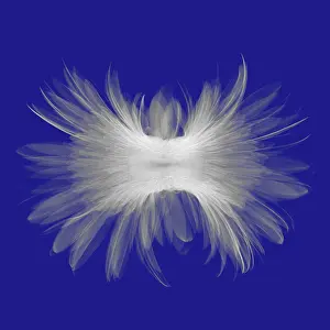 Mixed Science Images Prints: X-ray Gerber Daisy