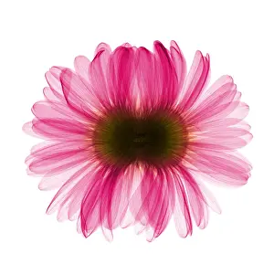 Mixed Science Images Prints: X-ray Gerber Daisy