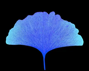 Leaf Prints: X-ray of Ginkgo leaf