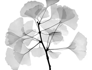 Structure Prints: An x-ray of ginko leaves