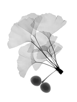 Leaf Prints: An x-ray of ginko leaves