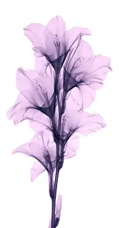 Mixed Science Images Prints: X-ray of a gladiola flower
