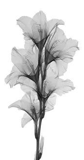 X Rays Prints: X-ray of a gladiola flower