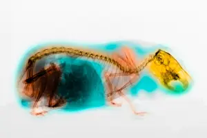 Rodent Prints: X-Ray of Guinea Pig