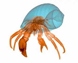 Creature Prints: X-ray of Hermit Crab