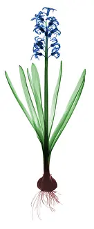 Reproductive Prints: X-Ray of Hyacinth