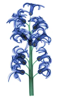 Reproductive Prints: X-Ray of Hyacinth