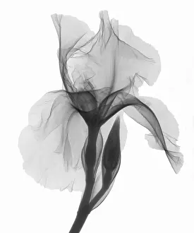 Best Sellers Prints: An X-ray of an iris flower