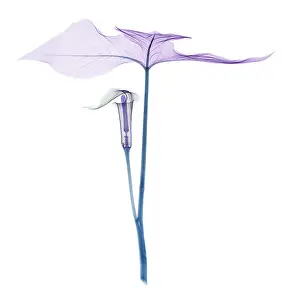 Dragon Prints: X-ray of Jack-in-the-pulpit
