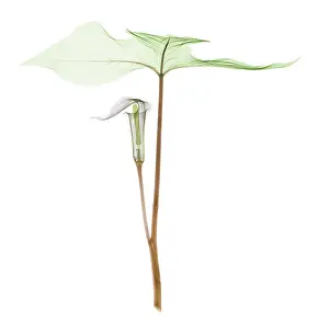 Mixed Science Images Prints: X-ray of Jack-in-the-pulpit