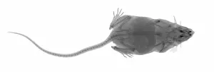 X Rays Prints: X Ray of a Mouse