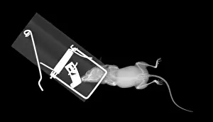 White Prints: X-ray of a Mouse Caught in a Trap