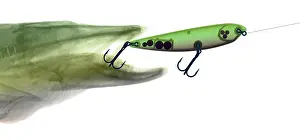 Muskellunge Prints: X-ray of Muskie & Lure