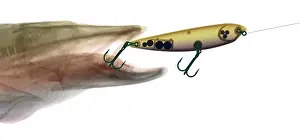 X Rays Prints: X-ray of Muskie & Lure