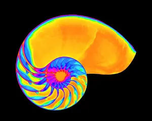 Spirals Prints: X-ray of nautilus