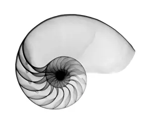 Best Sellers Part II Prints: X-ray of nautilus