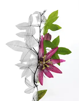 Vine Prints: X-ray of a Passion flower