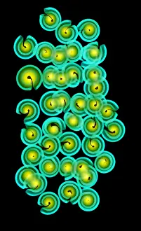 Colour Prints: X-Ray of Pasta