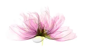 Leaf Prints: X-ray of Peony Flower