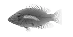 Rock Prints: An X-ray of a Rockbass