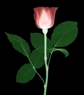 Radiographs Prints: Rose
