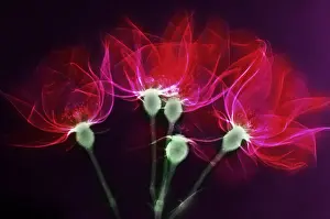 Rose Prints: X-ray of Roses