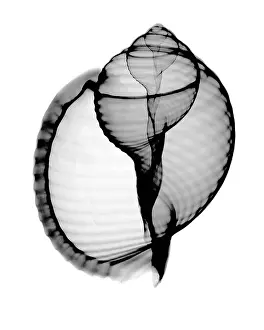 Xrays Prints: X-ray of Scotch Bonnet