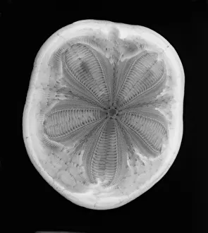 Radiographs Prints: An X-ray of a sea biscuit