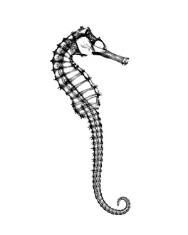 Xrays Prints: X-ray of Seahorse