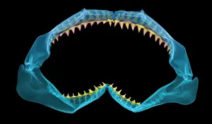 Zoology Prints: X-Ray of Shark Jaws