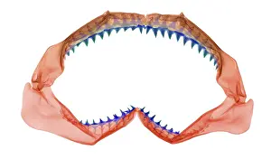 Zoology Prints: X-Ray of Shark Jaws