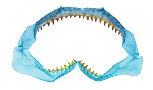Zoology Prints: X-Ray of Shark Jaws
