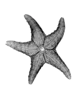 Science Source Collection Prints: X-ray of Starfish
