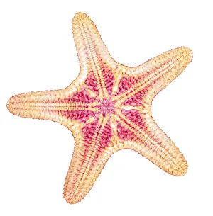 Star Prints: X-ray of Starfish