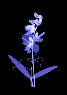Nature Prints: An X-ray of Sweet pea flowers