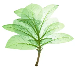Leaf Prints: X-ray of Tobacco
