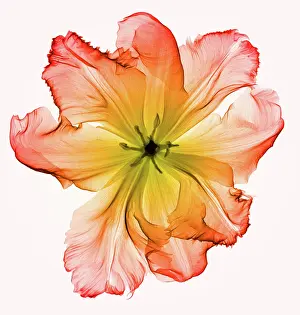 Monocot Prints: X-Ray of a Tulip Flower