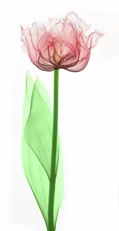Monocot Prints: X-Ray of a Tulip Flower